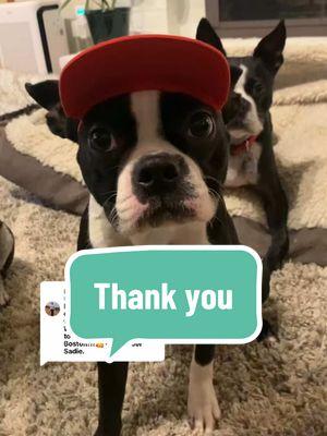 Replying to @fullerton1963 ❤️ 🥺 thank you for being a part of our story #bessietheboston #eddietheboston #winnietheboston #bostonsoftiktok 