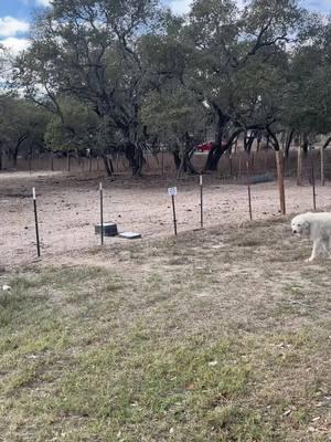 Druski teaching them ts bro 😭 #foryourpage #fypシ゚viral #fypシ #fyp #fypage #country #pigs #farmlife #animals 