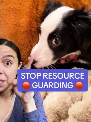 Replying to @$vet PLEASE READ👇 Resource guarding is normal, barking & growling = normal 👇 So we don’t want to *stop*these behaviors because if we do, we remove their ability to communicate discomfort. And that is how we end up getting bit… BUT we do want to teach our dogs reasonable responses & how to make good decisions for themselves (eg moving away when worried instead of biting, etc) I never want my dogs to think that when I approach they lose something. Me approaching should always = positive feelings whenever possible Prevention is key, but my priority (learned from professionals) is changing my dog’s emotional response to me being near her when she has something of value Here’s how I did this game (again, always work with a professional): 1️⃣: When Aura had something she valued (food, toy, chew) I’d toss higher value food or treats in her direction, only being close enough to not get a reaction out of her. Remember, this is a low pressure positive reinforcement “game,” where we’re starting to teach our dog that when we approach, ONLY good things happen. I practice each step for several days, with 5-10 treats at a time. Short sessions.  2️⃣: I toss treats as I walk by. No cue, no pressure, just walk and toss. Walk & toss (with 5-10 treats then leave her alone) 3️⃣: Introduce the “trade it out” cue. Mine is “can I have that.” I toss a higher value treat away, remove her food bowl, then give it back 4️⃣: My favorite, because it’s how we should end every interaction with a being. Better than we found it! I trade it out” and before I give it back, I add even better treats to it, to MAKE IT BETTER!! I practice this just a few times then I leave her alone to enjoy it. We practice this a lot in puppy class with the local trainers I work with @goroguedogtrainingllc , and they remind pet parents that even if your dog isn’t demonstrating resource guarding tendencies now - it’s important to practice to avoid it Again, every dog is different. Work with a science based PRACTICED positive reinforcement trainer whenever possible 🙏 For SAFER 🐶 tips follow along!  #puppytraining #p#puppymomr#resourceguardingd#DogTrainingreactivedog 