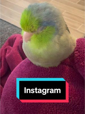 Just a small announcement from a sleepy birb #parrot #parrotlet #birbtok #pets #cutepets #birdlover #petbird #tiktok #instagram #instagramreels 