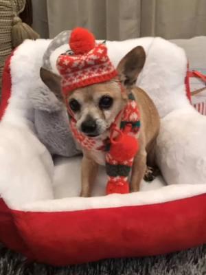 #CapCut Don’t you want me like I want you Sugar Momma ❤️😍🐕💋🐕#fy #Love#chihuhua#petlife #chihuhuasoftiktok #petlife #snow #cute #pets #dogsoftiktok #dogs#talkingdog #adorable #animallover #lol #jesus 