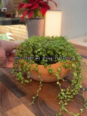 Repotting string of turtles 🪴 I wanted to move my turtles over to this pot so that’s what we’re doing 😊  #houseplants #PlantTok #stringofturtles #plantcare #plantcollection #indoorplants #peperomiaprostrata #plantsoftiktok #terracotta 