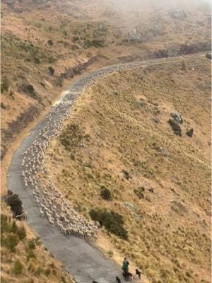 THE MOST SHEEP I’VE EVER SEEN IN MY LIFE 🥹🐑 #christchurchnz #christchurch #newzealandsheep #nztiktok #newzealandtravel #newzealand 