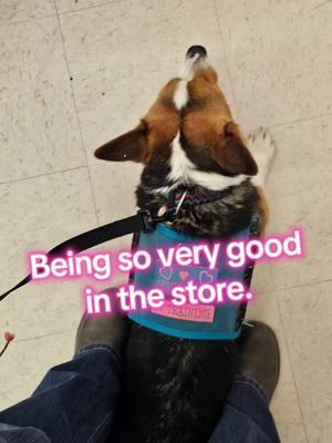 We ran ALL the errands today and my dog was far better behaved than 98% of the kids we encountered today.  #littleshitranch #corgisoftiktok #alliethecorgi 