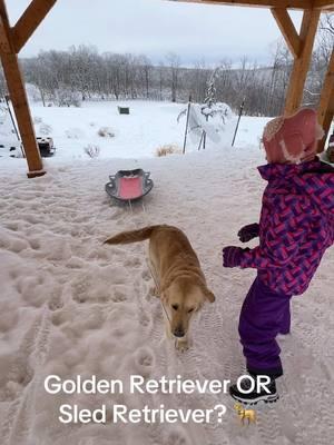 Golden Retriever or Sled Retriever? 🛷🦮 #goldenretriever #goldenretrieverlife #sledding #sled #dogsoftiktok #dog #bestdog #dogtrick #dogs #dogsofttiktok #dogmom #DogTraining #doglife 