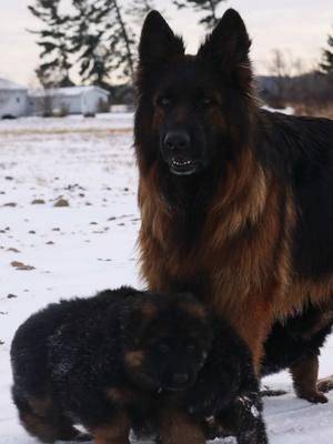 Watching a GSD momma in action 🐾❤️ It’s amazing to see how instinctive she is—teaching her pups confidence, boundaries, and love. Every nudge, bark, and cuddle plays a role in their development. The best teacher is always Mom! ✨  #GermanShepherdMom #PuppyLife #WGSL #HughstonGermanShepherds #BreederLife #RaisingChampions #PuppyDevelopment #GermanShepherds #HughstonGermanShepherds #GermanShepherdPuppy #GSDPuppy #PuppyLove #DogBreeder #Galla #GallaVomHundewald #Maresh #MareshVomMakibilly 