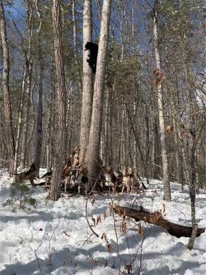 First Bear of 2025 our pack and with our friend @Tailgate  and his pack. #mixedmutts #traildogs #beardogs #hounds #huntingdogs #wv #bear #treed #freed 