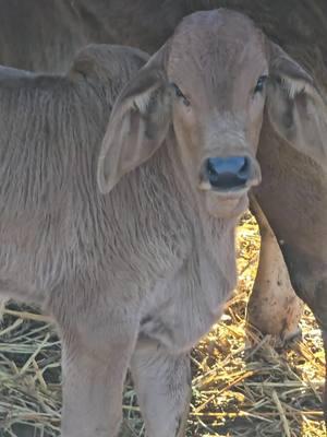 Goku is a different kind of bull. He has a wonderful bloodline and he is solid. Just look at how stout this little bull is. He is always wanting to come and say hi. He is a very serious bull. Super Duty is his dad and wow he will be very impressive. #Jimmylambert #lambertsranch #ginabfly #redbrahman #redbrahmanbull #brahmanbull #polledbrahman #showcalves #Brahman #brahmancattle #trump #goodbye2024 #capcut #foruyou #forupage #for #foryoupageofficiall #foryoupage❤️❤️ #foryou 