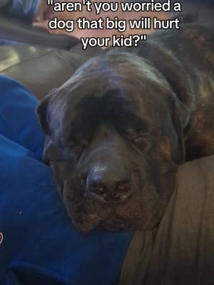 not even a little bit #englishmastiff #giantdog #biggestdogintheworld #beefcakethemastiff #mrcakethemastiff #bigdoglove 