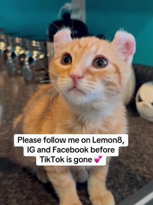 I hate this for Tiktok, my fav platform 😪 #fy #teamwork #catmom #catlover #cattery 