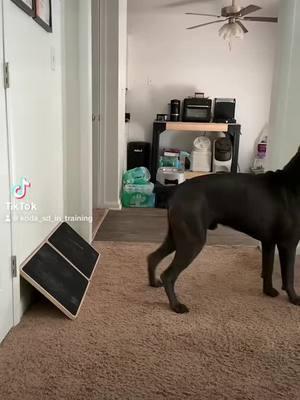 #canecorso #canecorsoitaliano #servicedog #servicedogintraining #servicedogsoftikok #canecorsoservicedogintraining #servicedogprospect #servicedogteam #mastiffsoftiktok #DogTraining  #puppytraining101  #puppytraining #DogTraining #trainingdog #trainingyourdog #TipsDogTraining #pupcessoriescrafts #publicaccesstesting #publicaccesstraining  #servicedogtraining #kodathecorso #kodathecorsotraining #kodathecorsotrainingandgear #trainyourservicedog #dogtrainer #NCDogtrainer #NorthCarolinaDogTrainer #Virtualdogtrainer #Virtualdogtraining #balanceddogtrainer #LIMAcomplianttrainer #bladdercancer #bladdercancerwarrior #bladdercancersurvivor #fuckcancer 