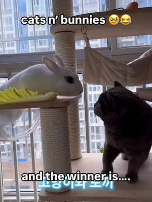 #itsfriday #tgif #ftsfriday #fightbackfriday #catsvsbunnies #catvideos #thesecretlifeofpets #ninelives #bunnyrabbit #bunny #catchthesehands #fuckaroundandfindout #strikefirststrikehardnomercy #getrekt #ohshitmoment #funnyvideos #fuckedup #savageaf #nofucksgiven #shitgotreal #dank #dankvideos #dailymemes #dankmemes #dankmemesdaily