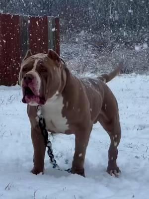 The BIGGEST 🦍🦍🦍🦍🦍🥶🥶🥶🥶🥶🥶🥶❄️❄️❄️❄️ #snow #snowday #snowstormcora #viral #viralvideo #viraltiktok #foryoupage #foryourpage #americanbully #americanbullies #americanbully4life #americanbulldog #americanbullys #americanbullyxl #americanbullyofficial #bull #bulls #bully #bullies #bulliesofinstagram #thewordofbullies #bullybreed #bullylife #bullylove #dontbullymybreed #bullyinstagram #bullyinstagram #bullymagazine #america