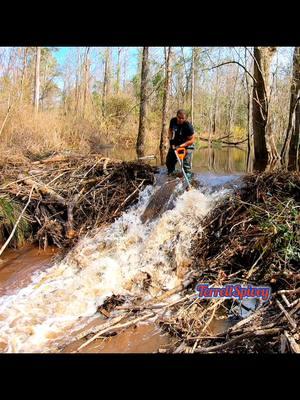 Water Flowing Strong! || Beaver Dam Removal! #beaverdamremoval #beaverdam #monstrousbeaverdam  #beaverdamcreek #damremoval #beavers #dam #drain #draining #water #unclogging #terrellspivey #fypシ゚ #foryoupageシ #foryou #viralreels #viralvideo #foryoupageofficiall #fyp #fyppppppppppppppppppppppp #tiktok #tiktokreels #shorts #tiktokvideos #viraltiktokvideo 