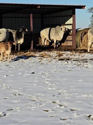 Coshise. Many of y'all have followed this bull since birth. He is nice! He has a really good bloodline and he is solid. Just look at how stout this bull is. He is always wanting to come and say hi. He is a very serious bull. He is very impressive. #Jimmylambert #lambertsranch #ginabfly #redbrahman #redbrahmanbull #brahmanbull #polledbrahman #showcalves #Brahman #brahmancattle #trump #goodbye2024 #capcut #foryou #foryoupage❤️❤️ #foryoupageofficiall #for #forupage #foruyou 