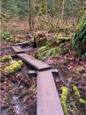 Walking amongst the 🧚‍♀️🧚‍♂️ #mossyforest #fairyland #pnwonderland #washingtoncheck #fyp #hikingtiktok 