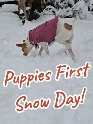 My puppy’s very first snow day and she’s living her best life! ❄️🐾 Zoomies in the snow, chasing snowflakes, and looking at me like, ‘Why didn’t you tell me this existed?!’ Watching her discover this winter wonderland is the cutest thing ever! 🐶❤️ #FirstSnowDay #PuppyAdventures #SnowFun #Puppy #dogsoftiktok #snowday #puppiesinsnow #doglover #dogmom #puppymom #snowpuppy 