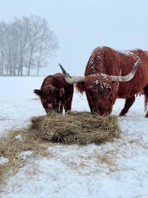 Snow is coming down in TN #millcreekfarmstn #cookevilletennessee #tennessee #foryoupage #fyp #highlandcattle #cowsoftiktok #highlandcow #snowday #calf 