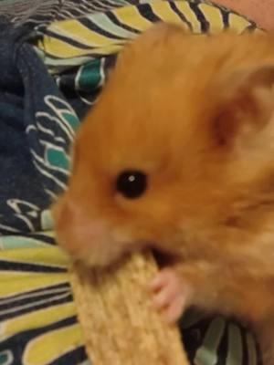 hammy eats a triscuit #triscuit #hamster