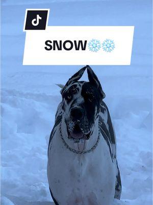 We are loving the comments of our Great Dane fun facts – cold weather edition. We love hearibg about the differences in personalities with our pups and the snow ❄️  Drop a snowflake ❄️ ⬇️ if your pup loves snow  #greysonthegreatdane #greatdanelife #funfacts #greysonthegreatdane #dogfunfacts #florida #snow #snowdog 