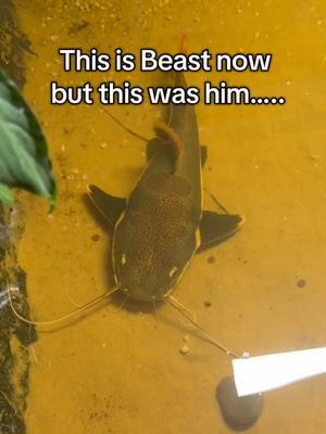 It’s also my birthday today! So like up this video if you love Beast! #fyp #viral #crazy #beastthecatfish #redtailcatfish #giantcatfish #lifestory 