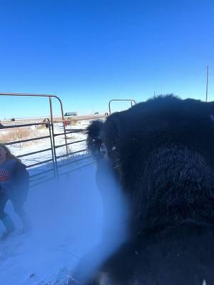 Vader was happy to get dried off this morning! #vader #vadertheshowsteer #showcattlelife #snow #showcattlethings #showsteersoftiktok #