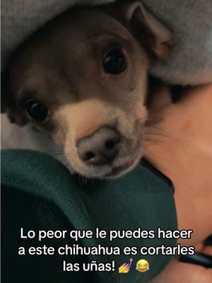 Lo peor que le puedes hacer a este chihuahua es cortarles las uñas! 💅 Parte 2 😂 #chihuahuastiktok #chihuahuasoftiktok #mascota #dog #pets #humor #funny #fyp #paratiiiiiiiiiiiiiiiiiiiiiiiiiiiiiii #mexico #jsantivlogs #pumbroo #cookie #couple #storytime 