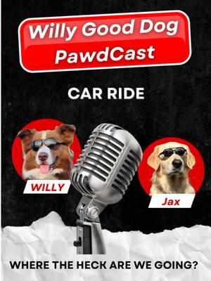 Welcome to the Pawdcast🎙️in the car🚗🐶 #goldenretriever #cartok #pawdcast #dogtok 