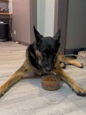 he’s just a boy who likes to eat his food on the floor #gsd #kylo #dogsofttiktok #germanshepherd #fyp 