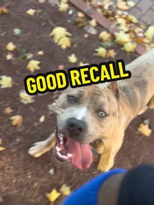 Good recall 🤝🏾✅ #merlebully #bluemerle #xl #xlbully #xlbullies #dogsoftiktok #pitbull #pitbulls #pit #pitpuppy #pitbullpuppy #pitbullsofficial #dogdad #doglover #doglove #cutepuppy #dogtok #puppytraining #DogTraining #puppy #dog #foryourpage #viral #training #explore #trending #furbaby #dogsofinstagram #dogtok #dogtiktok #dogtrainingtips #dogtrainer #dogtips #puppylove #puppytiktok #puppydog #puppycheck #puppylife #puppytok #puppys #fy #fypage #fypシ゚viral #fyppppppppppppppppppppppp #fypp #fyp