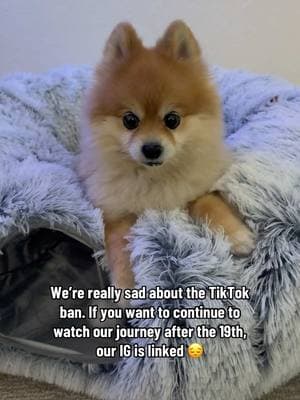 We are so sad but so grateful for the community we’ve created here 😔 IG is in our linktree #pomeranian #dogtok #fyp #funnydog #funnydogvideos #dogandcat 