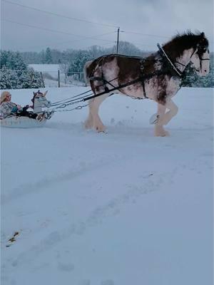 Draft horse sledding! #clydesdale #drafthorse 