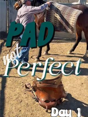 Day 1 Starting a Colt Under Saddle | Pad NOT Perfect  #mankinsperformancehorses  FOLLOW TODAY!!!! #saddleup #saddlepad #fyp #riding a #colt #startingcolts #reining #cow #horse #showhorse #horsetok #fypシ #reinedcowhorse #horsepower #horsevideo ##younghorse #ride #western #horsemanship #filly #tips #colts #horsey #babies #rope #rodeo #cuttinghorse #versatility #ranchhorse #ranchlife #cowboy #firstride #day1 #startinghorses #horsetraining #horseriding 