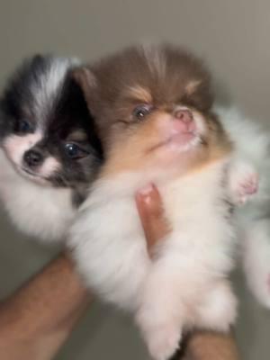 Oreo and Stevie did not appreciate the free flying lessons 😂 #pomeranian #cutepuppies #pomeranianpuppies #dogsoftiktok #pomeraniansoftiktok #texastumbleweedpoms #cutepuppy 