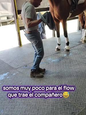 #flow #semenea #paratii #foryoupage #haysemenealacadera💃💃🎈🤣 #horse #florida #jamaicantiktok🇯🇲viral 