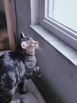 Part318丨My cat is afraid of the cold!!!🤣🤣🐱#funnycats #funnyanimals #petvideos #cat #catsoftiktok #fyp #usa #longervideos #cats #fypage #fypシ゚viral #fyppppppppppppppppppppppp #fypp #fypdong #fypgakni #fypsounds #fyppp 