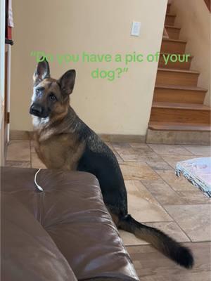 #pictures #xiaomei #germanshepherd #dogsoftiktok 