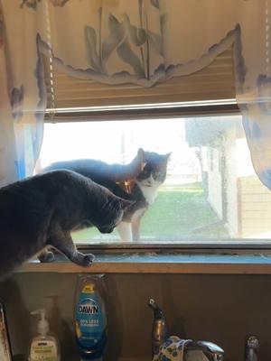 Ignore my dishes and just look at my cute cats. #cats #catmom #taylorswift #ilookinpeopleswindows #ttpd #catsoftiktok 