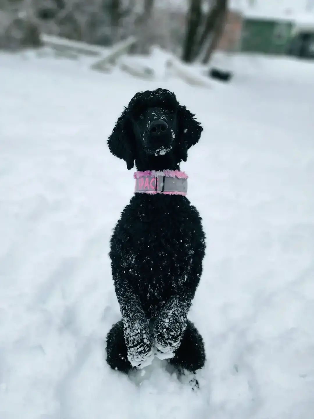 #poodle #standardpoodle #servicedogintraining #servicedogteam #servicedogtraining #forcefreedogtraining #rplusdogtraining #positivereinforcement #labradormix #labmix #apbtmix #bullymutt #retiredservicedog #reactivedog #hipdysplasia #hipdysplasiaawareness #hipdysplasiaindogs #fakeservicedog #dogattackawareness #balancedtraining #prongcollar #ecollar #minieducator #limatraining #snow #fyp 