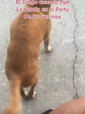 #funnyvideo #bacontheboxeranddiego #bacontheboxer 