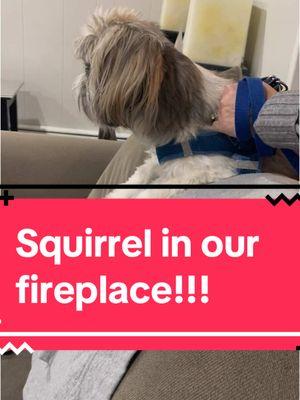 OMG. WE HAD A SQUIRREL IN OUR FIREPLACE!!! #shihtzu #shihtzusoftiktok #shihtzus #foryoupage #fyp 