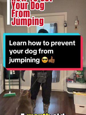 Jumping is all fun and games until someone is hurt unintentionally.  It is common for dogs to jump, but its always a place and time. The number one place is the house. You don’t want to create bad habbits by allowing your dog to;  Meet you at the door ❌ Say hi from above ❌  Not holding them accountable ❌  Instead you want to create an environment where teaching OFF is universal but most effect when they want to jump on the people around.  Jumping can change within minutes if taking this video and applying it into your daily life. 👍🏾😎  . . . #ajdogtraining #dogtrainingtips #DogTraining #dogtrainer #fypシ #explorepage✨ #puppytiktok #training #puppy #xlbully #dogjumping 