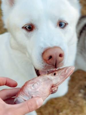 First time eating a Duck Head🦆😳 #calihuskyteerz #duckhead #naturaldogtreats #siberianhusky #dogsoftiktok #petsontiktok #huskylife #lifewithahusky #fyp #foryoupage 