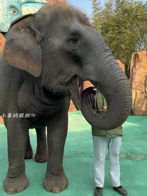 This elephant is an adult female Asian elephant, weighing over 7000 pounds, which no one expected#DragonDream #AsianElephant 