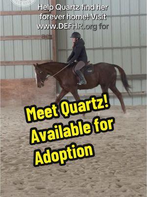 Help Quartz find a home! For more information and adoption inquiries, visit her profile at DEFHR.org (link in bio) 🐴 #HorseRescue #adoptable #adoptme #available #availableforadoption #adoptahorse #adoptdontshop #ottb #ottbmare #chestnutmare #thoroughbred #horsesoftiktok 