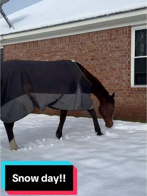 Such an awesome snow day I absolutely love taking the horses out in the snow once a year! I know these are memories we will have for a lifetime ❤️ #winter #snowday #fyp #viralvideo #blowthisupforme #followers➕ #horsesoftiktok #ottb #aph 