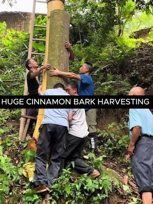 Harvesting huge cinnamon bark from tree #cinnamon #tree #harvest #treebark 