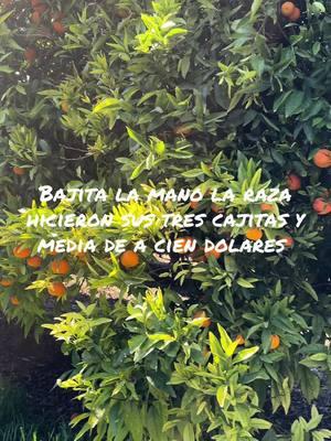 #manjar #chulada #mandarina #viralvideo #paratii #precio #cien 