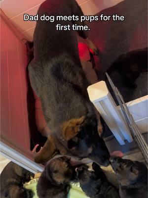 Just little babies #fyp #germanshepherd #wellbred #fypage #workinggsd #czechgsd #gsdpuppies #DogTraining #litterofpuppies #wellbredpurebred 