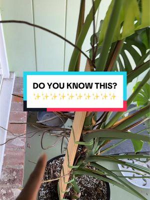 DO YOU KNOW YOU CAN DO THIS?  #monstera #planttiktok #gardening #plantcuttings #monsteradeliciosa 